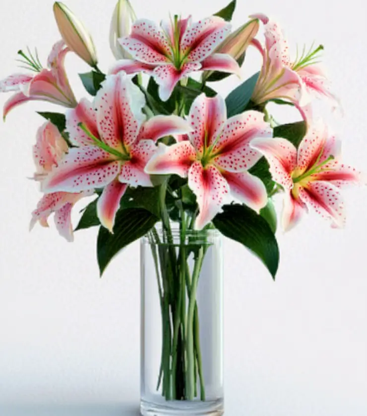 Birthday lily surprise