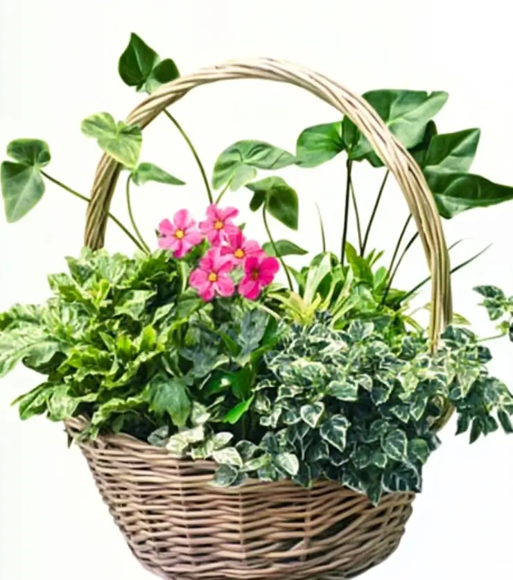 The Rich Lush Plants Collection