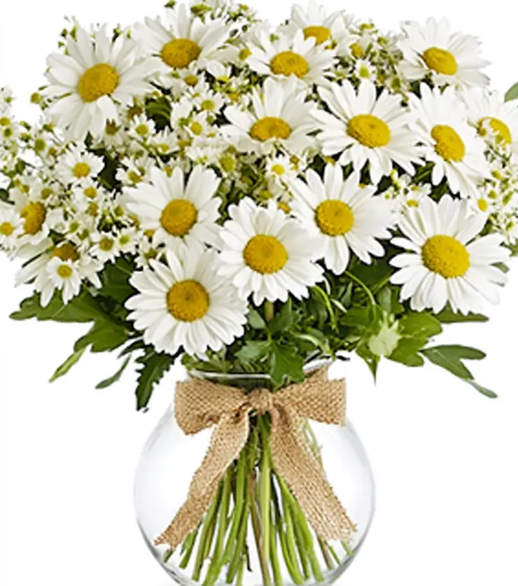 All-White Shimmering Daisies